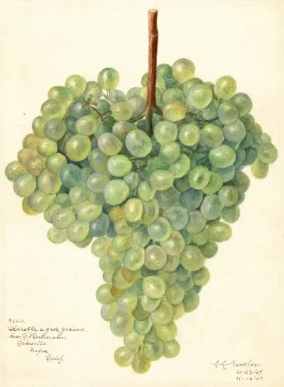 Vitis: Clarette a Gros Grains av Amanda Almira Newton