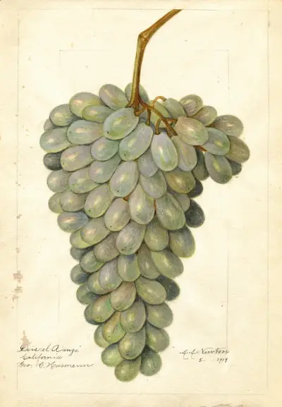 Vitis: Deis El Aunze av Amanda Almira Newton