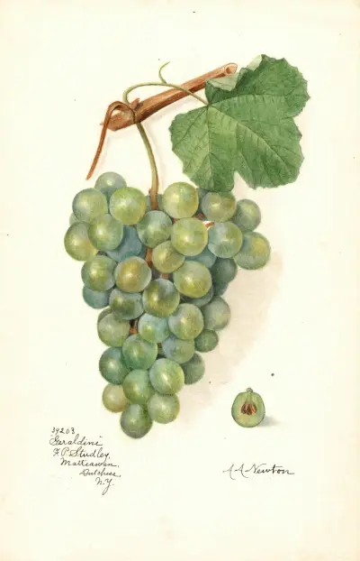 Vitis: Geraldine av Amanda Almira Newton