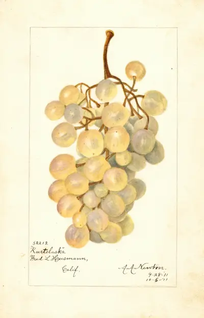 Vitis: Kurtelaska av Amanda Almira Newton