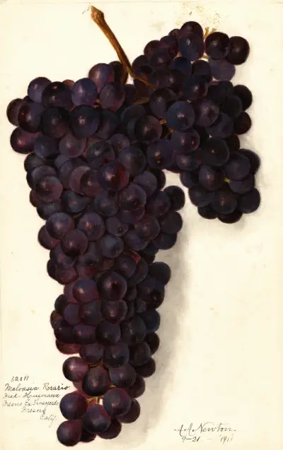 Vitis: Malvasia Rosario av Amanda Almira Newton