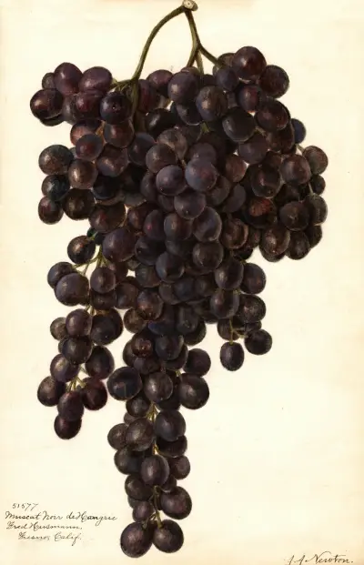 Vitis: Muscat Noir de Hangrie av Amanda Almira Newton