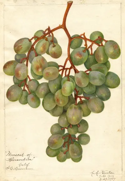 Vitis: Muscat of Alexandria av Amanda Almira Newton