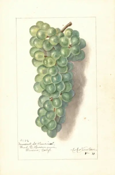 Vitis: Muscat St av Amanda Almira Newton
