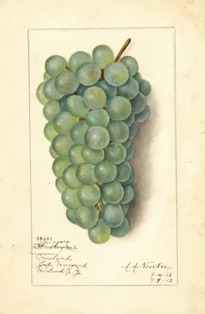 Vitis: Niagara av Amanda Almira Newton
