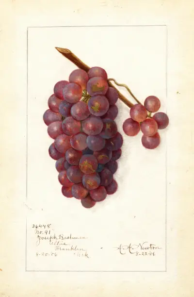 Vitis: No av Amanda Almira Newton