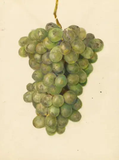 Vitis: Ontario av Amanda Almira Newton