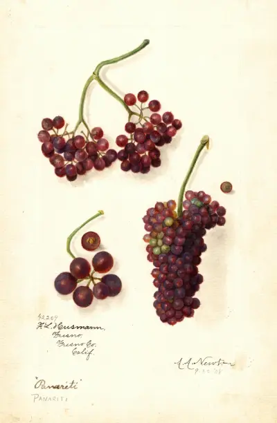 Vitis: Panariti av Amanda Almira Newton