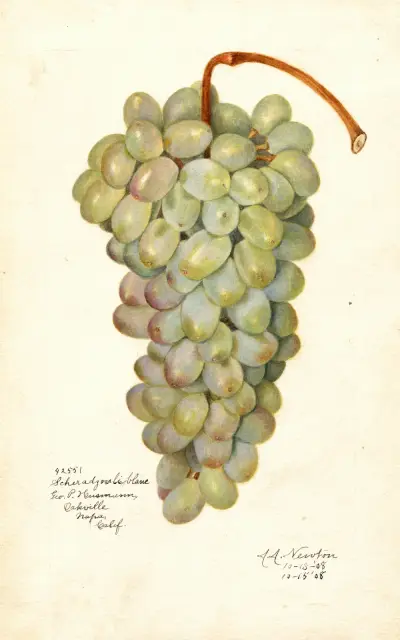 Vitis: Scheradzouli Blanc av Amanda Almira Newton