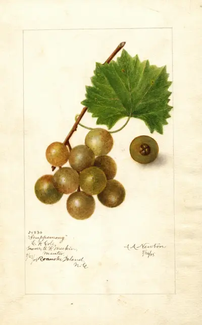 Vitis: Scuppernong, 1905 von Amanda Almira Newton