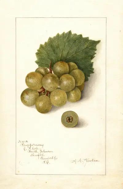 Vitis: Scuppernong av Amanda Almira Newton
