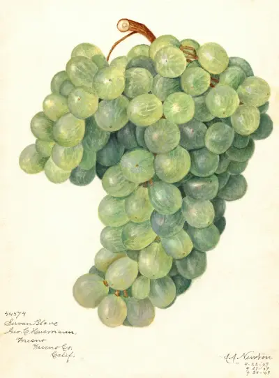 Vitis: Servan Blanc av Amanda Almira Newton