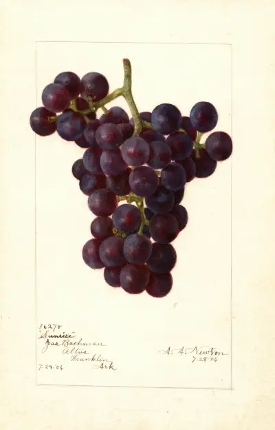 Vitis: Sunrise av Amanda Almira Newton