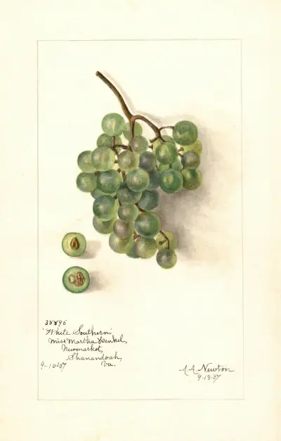 Vitis: White Southern av Amanda Almira Newton