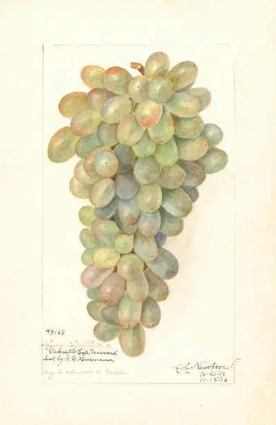 Vitis av Amanda Almira Newton