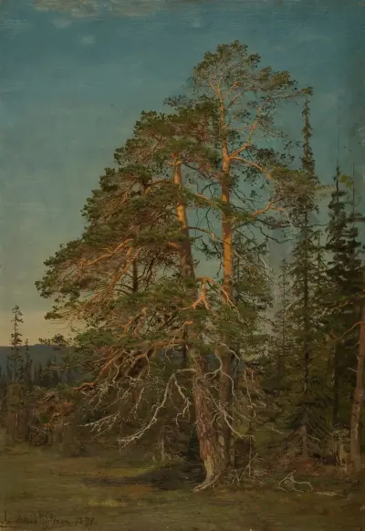 Furuer, Levanger av Amaldus Nielsen
