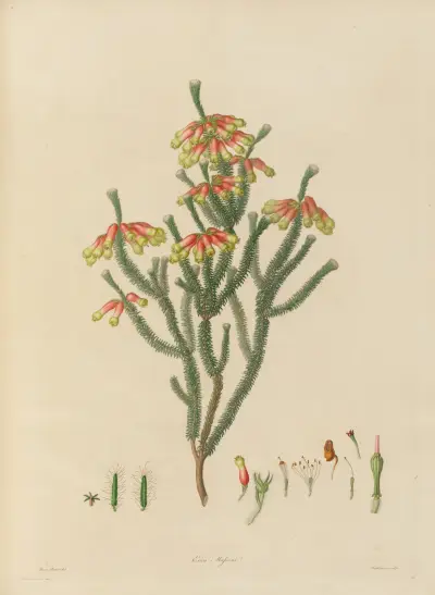 Umrisse exotischer Pflanzen, kultiviert in den Königlichen Gärten zu Kew, Taf. 20 von Franz Andreas Bauer