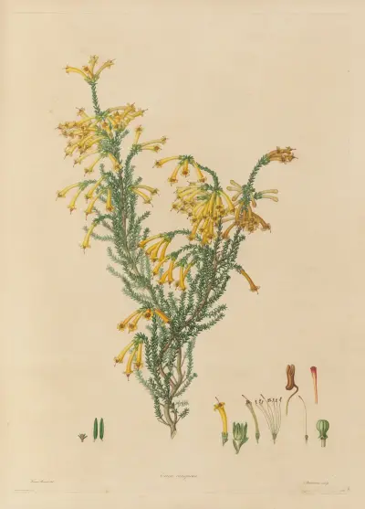 Darstellungen exotischer Pflanzen, kultiviert in den Royal Gardens zu Kew, Taf. 12 von Franz Andreas Bauer