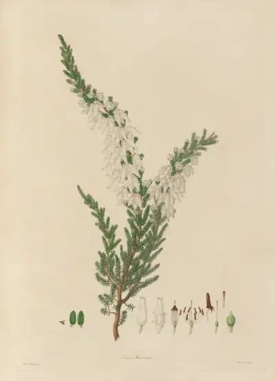 Darstellungen exotischer, in den Königlichen Gärten zu Kew kultivierter Pflanzen Taf. 07 von Franz Andreas Bauer