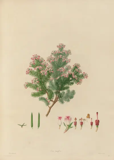 Umrisse exotischer Pflanzen, kultiviert in den Königlichen Gärten zu Kew, Taf. 19 von Franz Andreas Bauer