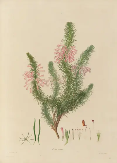 Darstellungen exotischer Pflanzen, kultiviert in den Königlichen Gärten in Kew, Tafel 26 von Franz Andreas Bauer