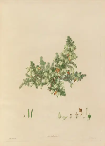 Abbildungen exotischer Pflanzen, kultiviert in den Königlichen Gärten zu Kew, Tafel 02 von Franz Andreas Bauer