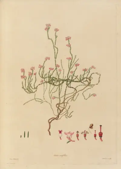 Delineations of exotick plants cultivated in the Royal gardens at Kew Pl.21 av Franz Andreas Bauer