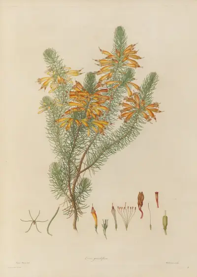 Delineations of exotick plants cultivated in the Royal gardens at Kew Pl.08 av Franz Andreas Bauer