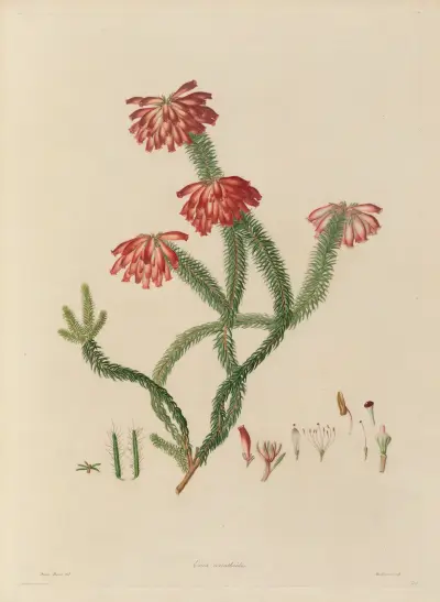 Delineations of exotick plants cultivated in the Royal gardens at Kew Pl.30 av Franz Andreas Bauer