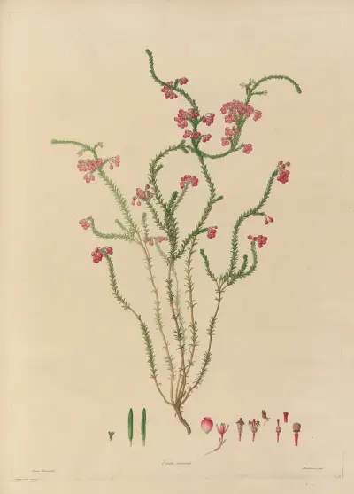 Delineations of exotick plants cultivated in the Royal gardens at Kew Pl.15 av Franz Andreas Bauer