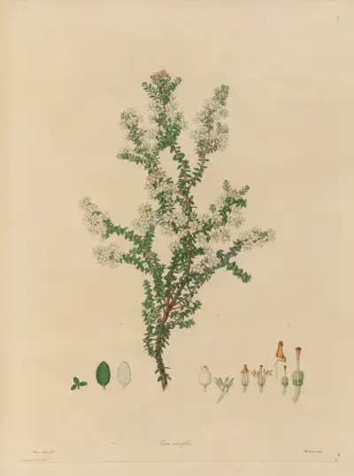 Delineations of exotick plants cultivated in the Royal gardens at Kew Pl.14 av Franz Andreas Bauer