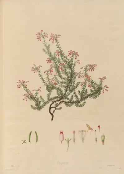 Delineations of exotick plants cultivated in the Royal gardens at Kew Pl.17 av Franz Andreas Bauer