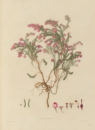 Delineations of exotick plants cultivated in the Royal gardens at Kew Pl.23 av Franz Andreas Bauer