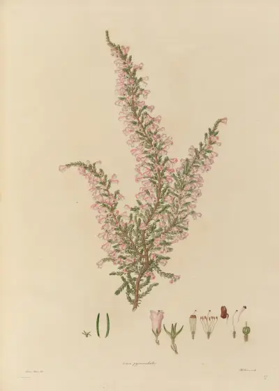 Delineations of exotick plants cultivated in the Royal gardens at Kew Pl.27 av Franz Andreas Bauer