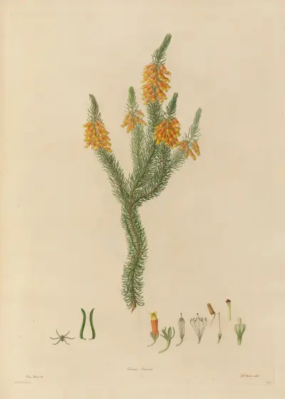 Delineations of exotick plants cultivated in the Royal gardens at Kew Pl.24 av Franz Andreas Bauer