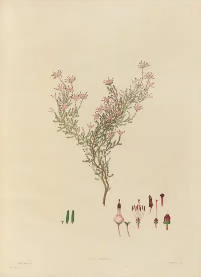 Delineations of exotick plants cultivated in the Royal gardens at Kew Pl.05 av Franz Andreas Bauer