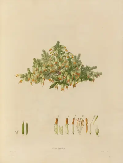 Delineations of exotick plants cultivated in the Royal gardens at Kew Pl.29 av Franz Andreas Bauer