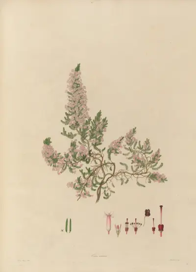 Delineations of exotick plants cultivated in the Royal gardens at Kew Pl.18 av Franz Andreas Bauer