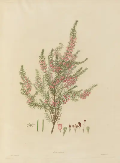 Abbildungen exotischer Pflanzen, kultiviert im Königlichen Garten zu Kew, Taf. 01 von Franz Andreas Bauer