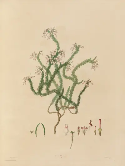 Delineations of exotick plants cultivated in the Royal gardens at Kew Pl.03 av Franz Andreas Bauer