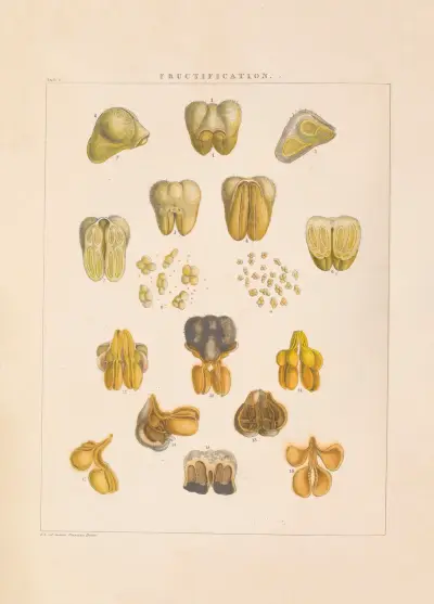 Illustrations of orchidaceous plants Pl.01 av Franz Andreas Bauer