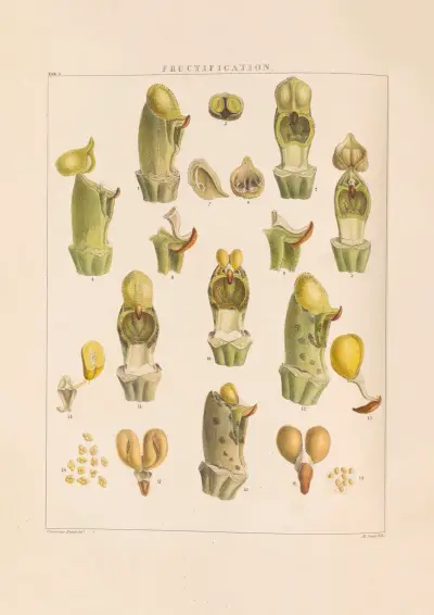 Illustrations of orchidaceous plants Pl.02 av Franz Andreas Bauer