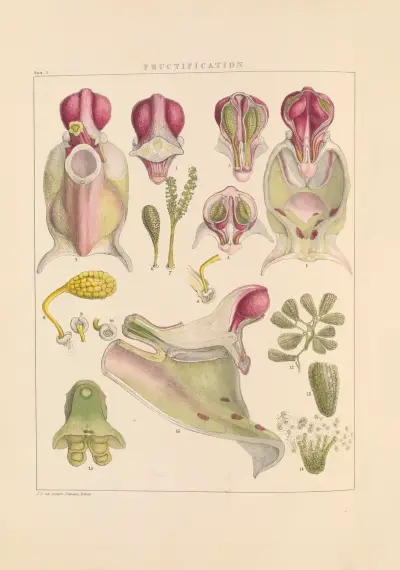 Illustrations of orchidaceous plants Pl.03 av Franz Andreas Bauer