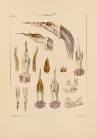 Illustrations of orchidaceous plants Pl.04 av Franz Andreas Bauer