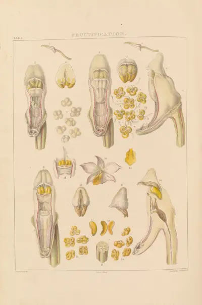 Illustrations of orchidaceous plants Pl.05 av Franz Andreas Bauer