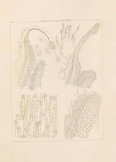 Illustrations of orchidaceous plants Pl.06 av Franz Andreas Bauer