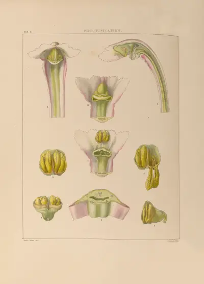Illustrations of orchidaceous plants Pl.07 av Franz Andreas Bauer
