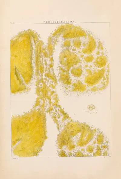 Illustrations of orchidaceous plants Pl.08 av Franz Andreas Bauer