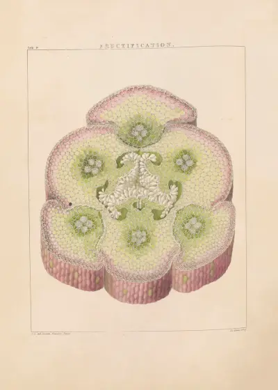 Illustrations of orchidaceous plants Pl.09 av Franz Andreas Bauer