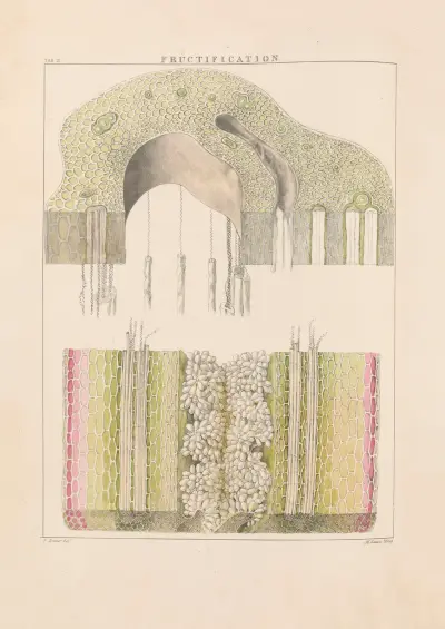 Illustrations of orchidaceous plants Pl.10 av Franz Andreas Bauer
